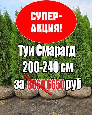 aktsiya-lapnic