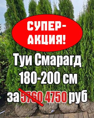 aktsiya-lapnic