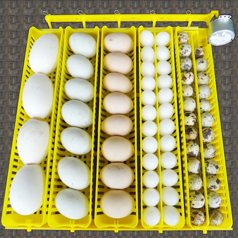 Инкубация куриных яиц - как не допустить типичных ошибок?