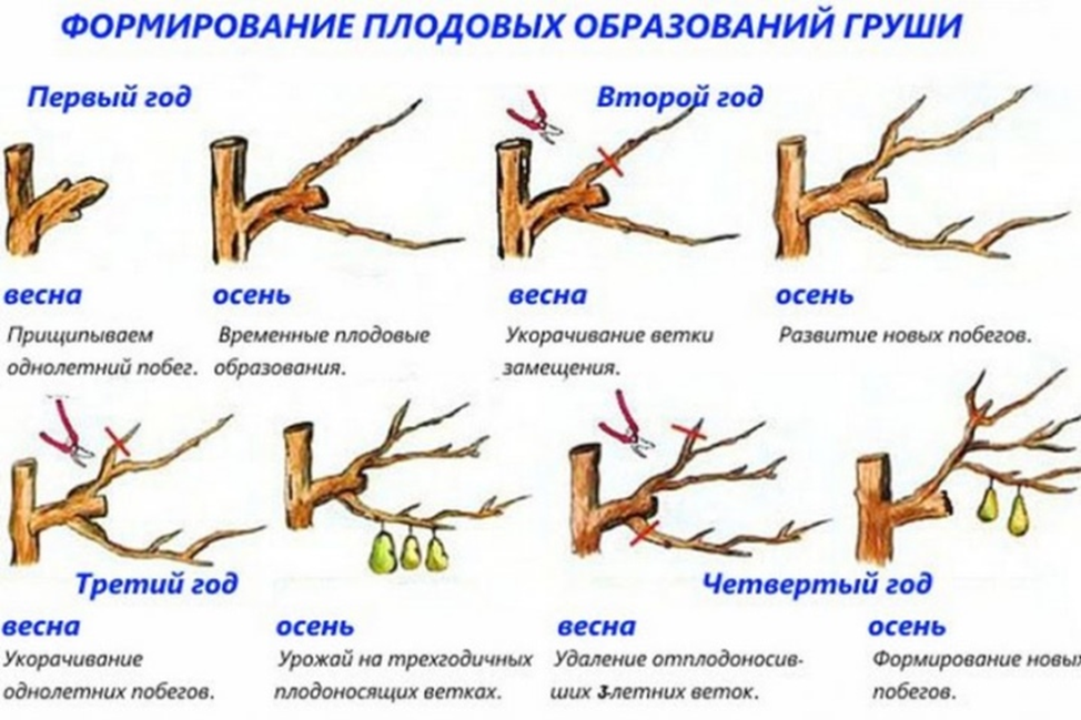 Правильная обрезка. Схема обрезки молодой груши осенью. Обрезка груши в первый год после посадки весной. Правильная обрезка груши осенью схема. Схема обрезки плодовых деревьев весной.