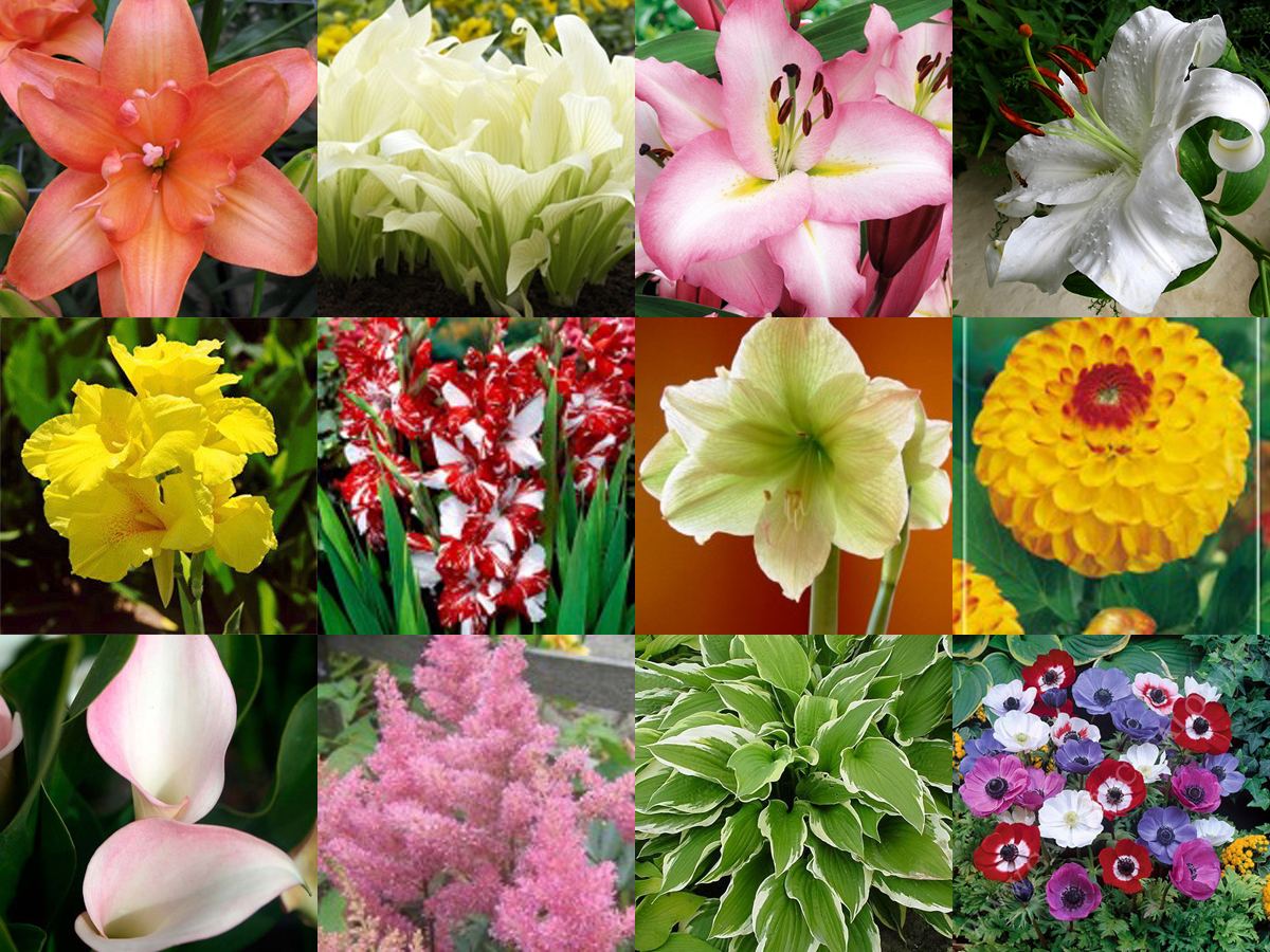 Уличные луковичные цветы каталог с фотографиями