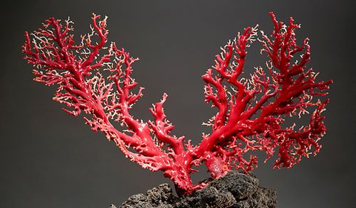 ветка красного коралла