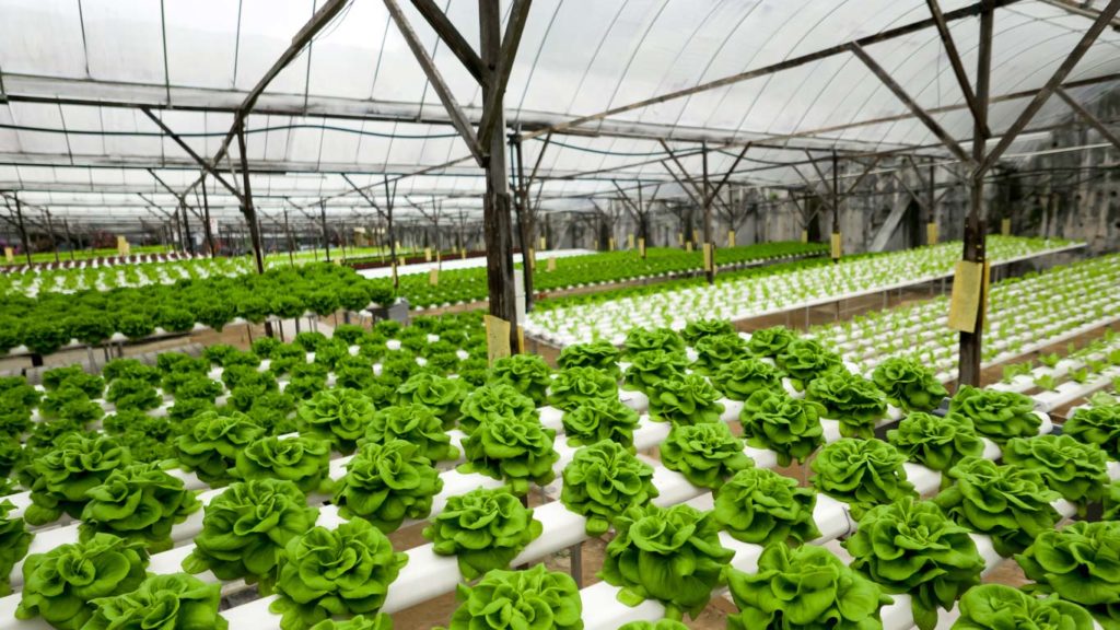 Блог о выращивание растений 🌱 в домашних условиях. | Гидропоника, Аэропоника, Выращивание салата