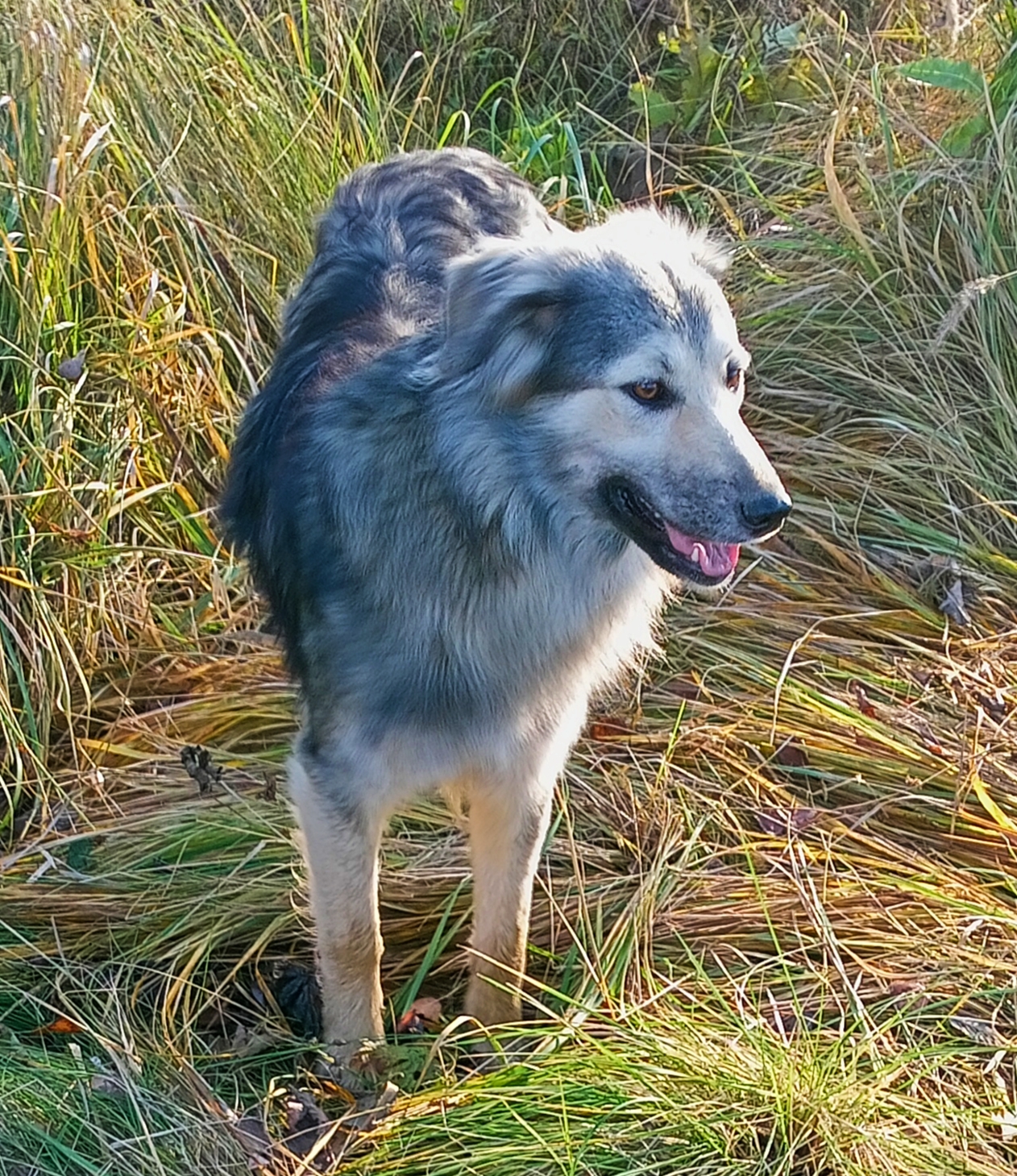 2 года