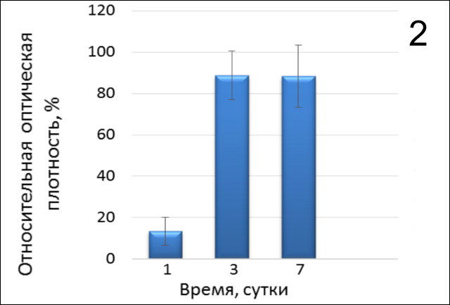 2 Пролиферативная активность фибробластов человека в присутствии активированной плазмы на коллагеновом 3Dматриксе.png