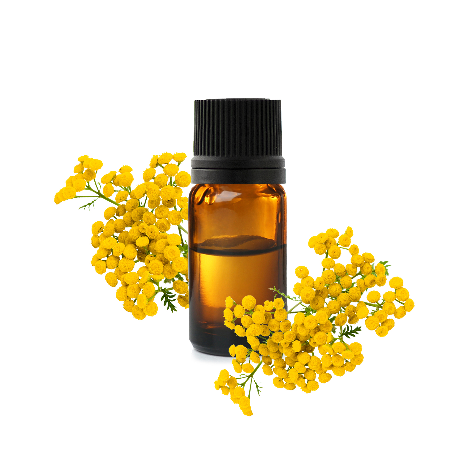 Пижма однолетняя.jfif