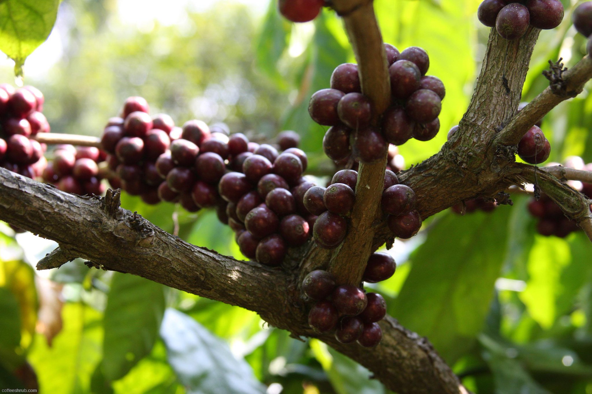 Robusta кофейное дерево