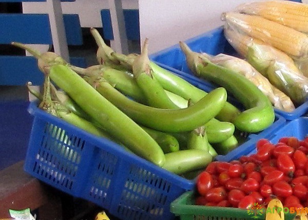 Купить семена Баклажан Йога по низкой цене доставка курьером по Москве - интернет-магазин АгроБум.Ру.Ру