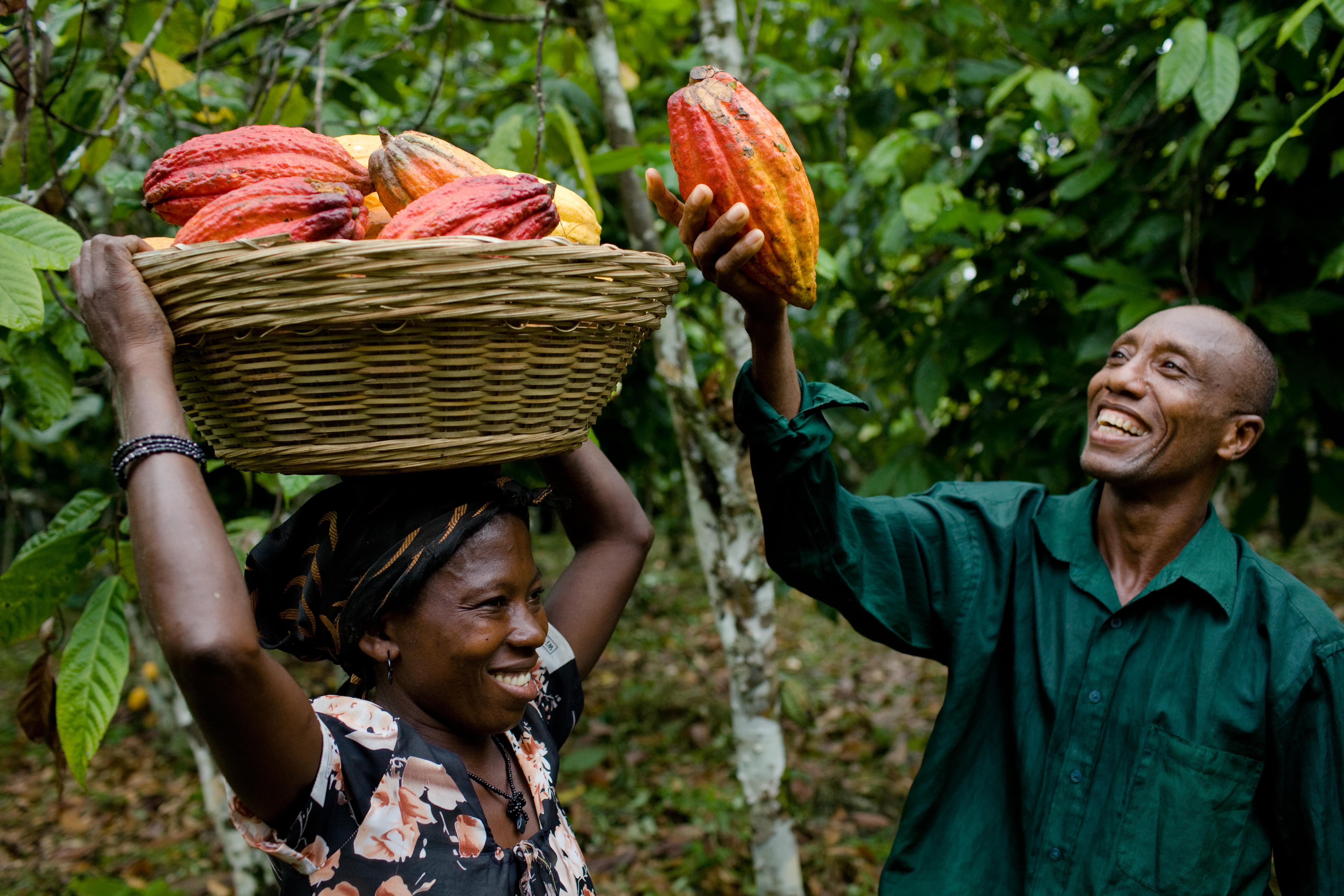 Сбор какао бобов на плантациях в Камеруне