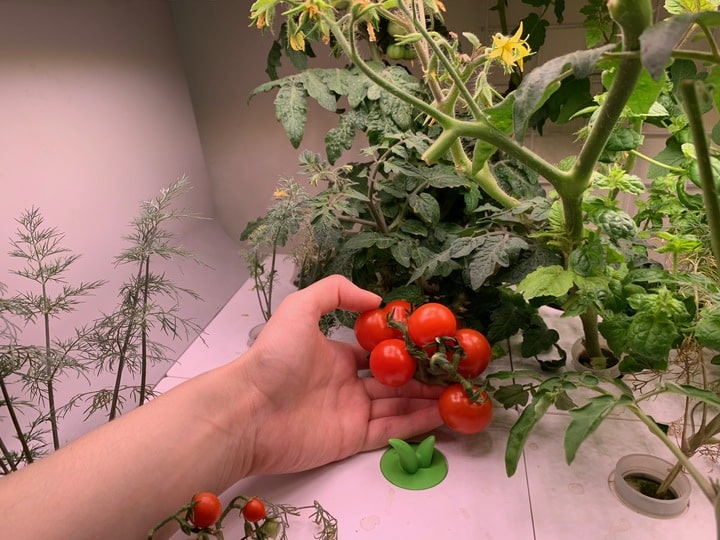 Выращивание томатов в садовой ферме