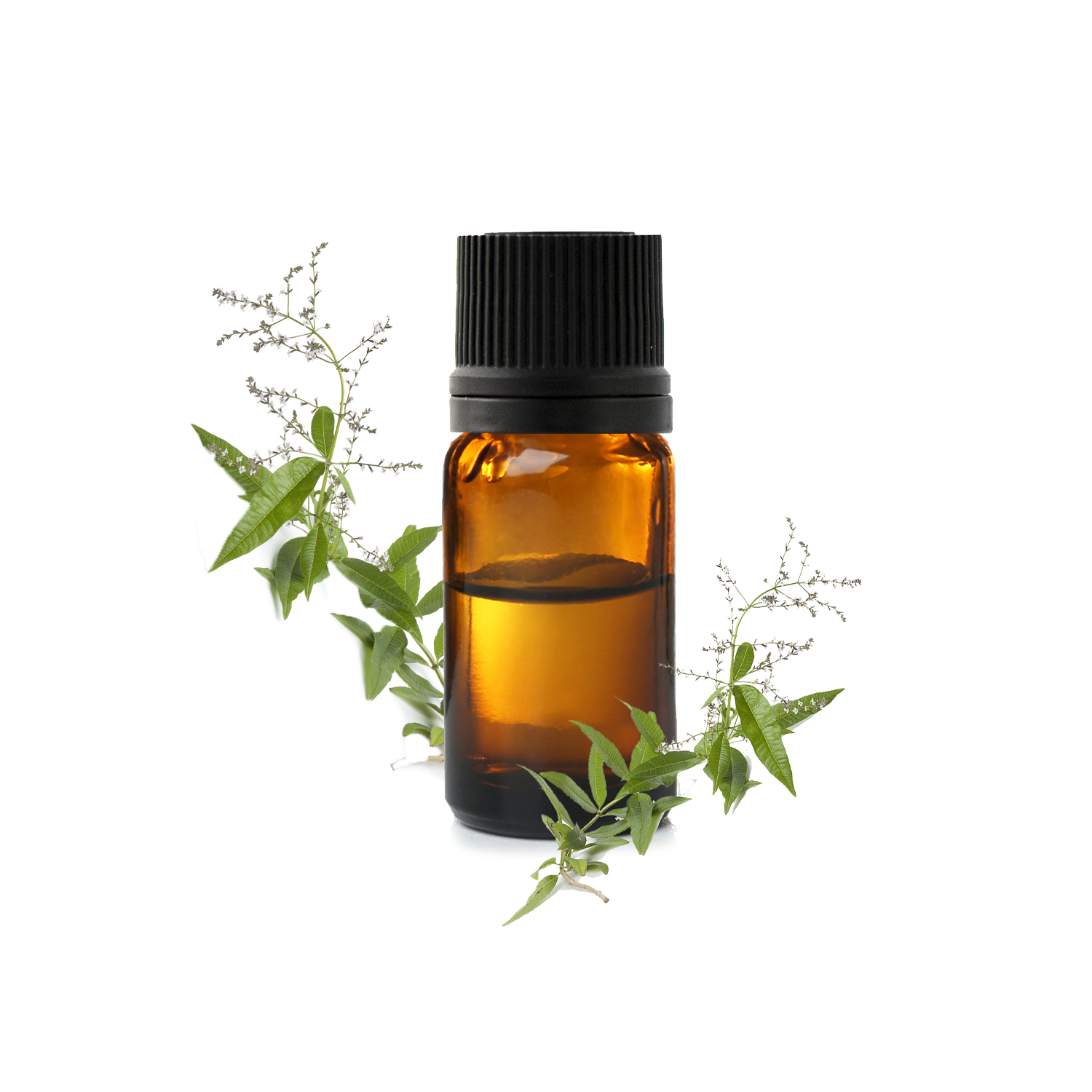 вербена душистая вербена душистая.jfif