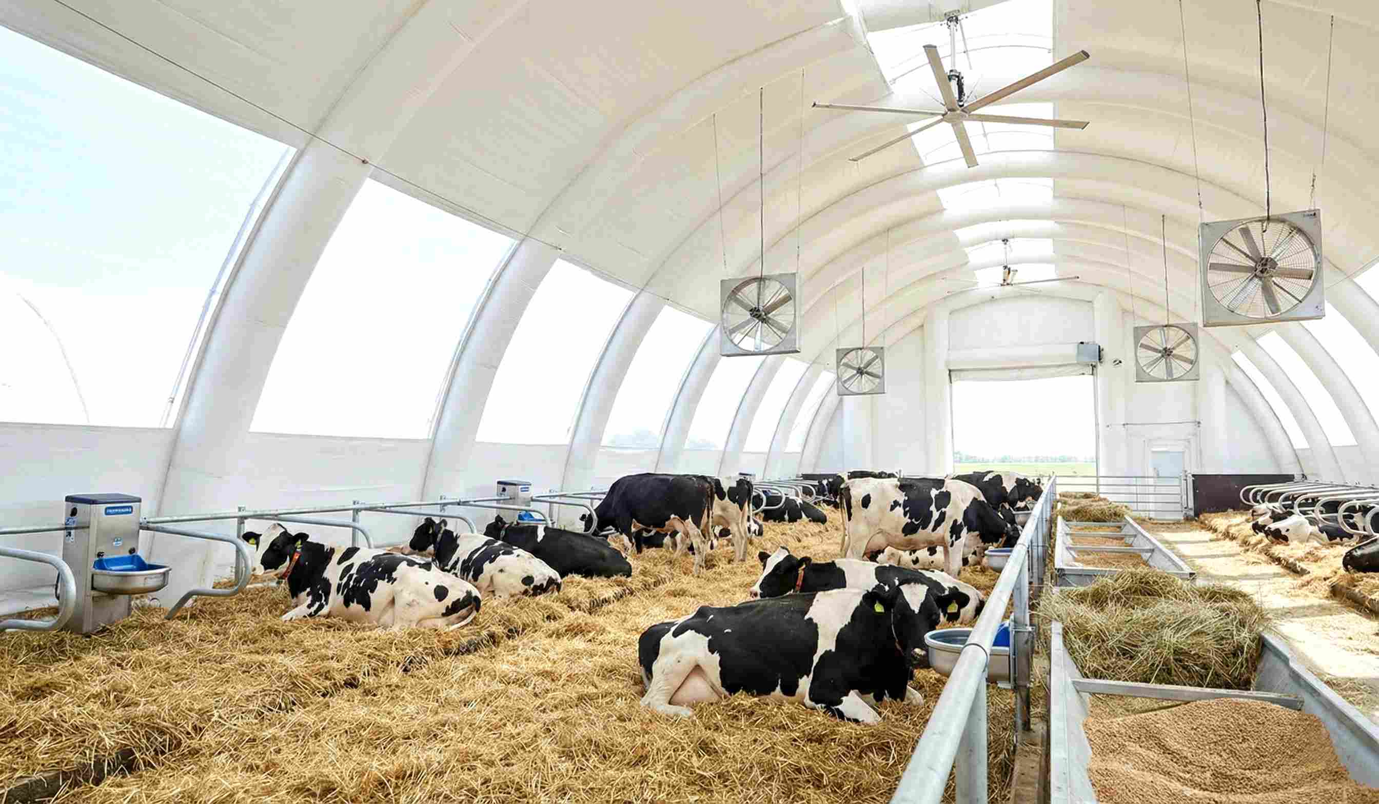 Содержание животных - коровник в надувном ангаре