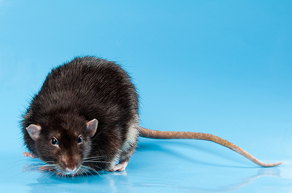 Купить отпугиватель грызунов – лучшее средство для борьбы с мышами и крысами