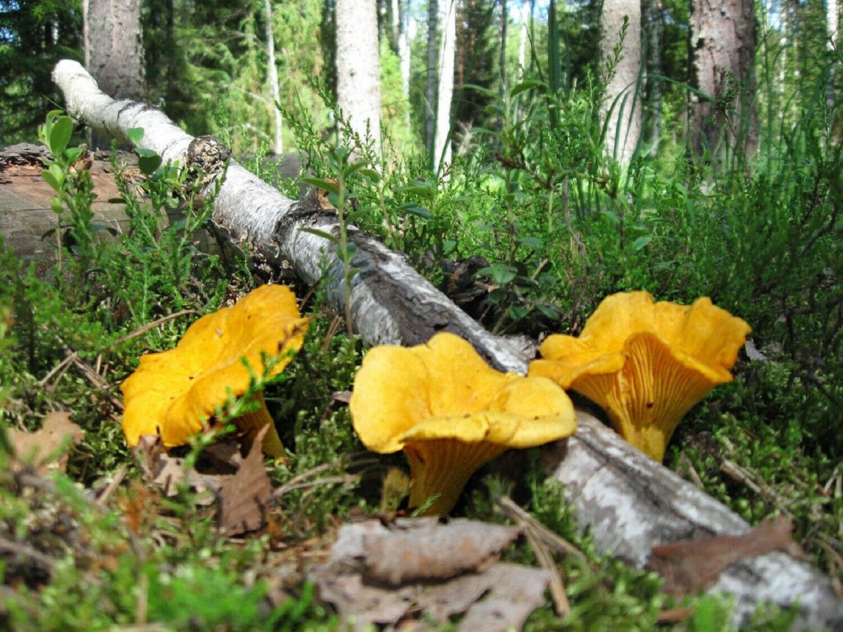 Карельский лес,гриб Лисичка