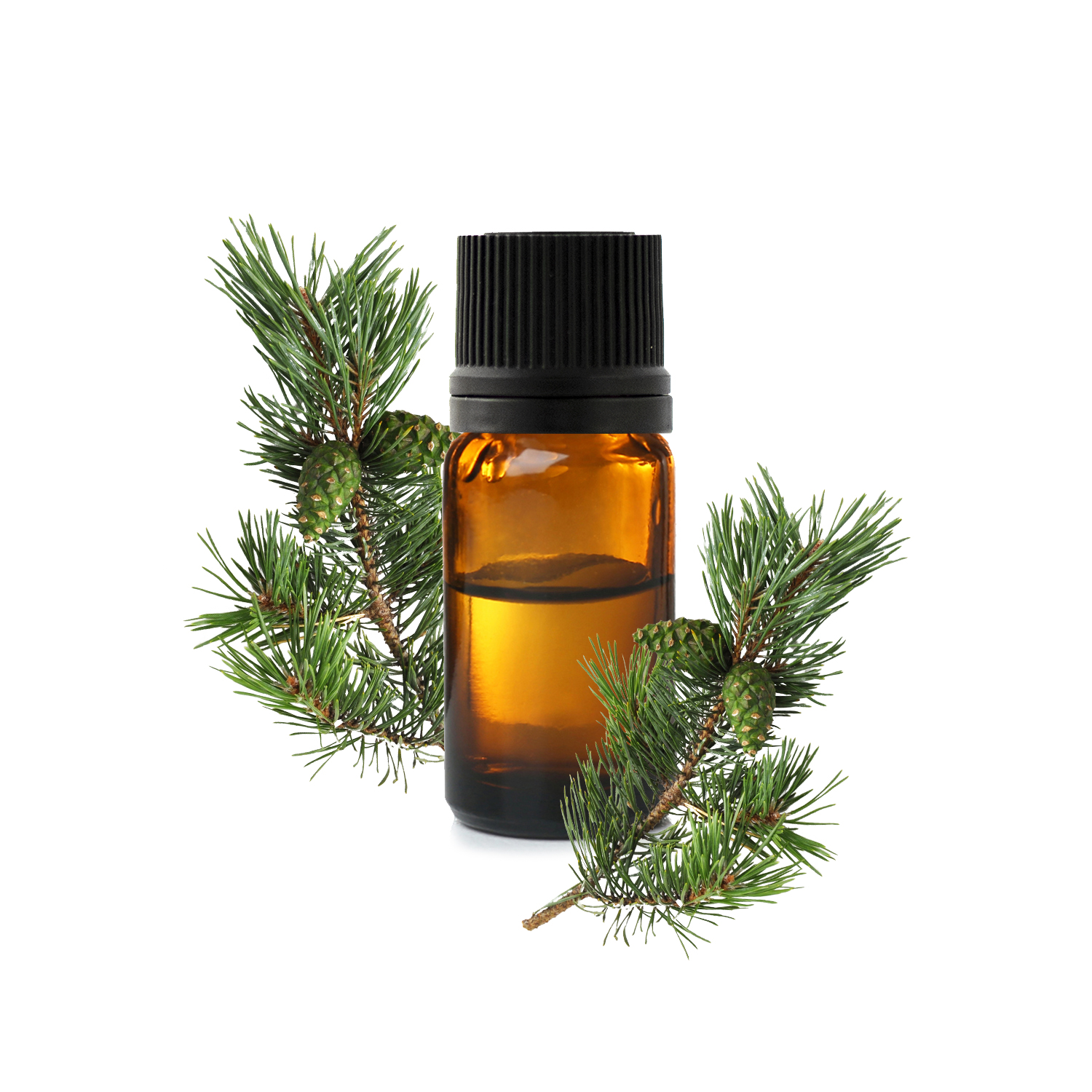 Сосна1 обыкновенная Сосна1 обыкновенная.jfif