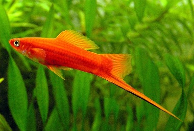  Xiphophorus helleri Heckel  