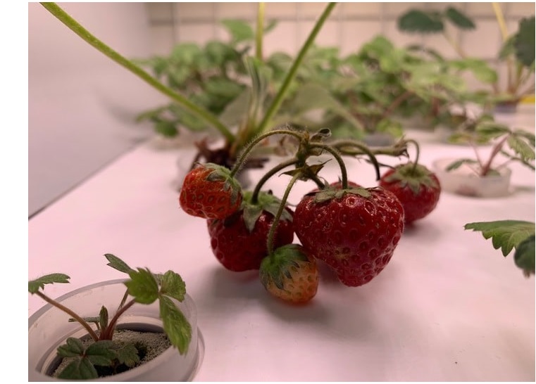 Выращивание земляники в домашней садовой ферме