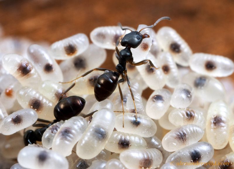 муравьиная ферма с муравьями видео как живут | Дзен