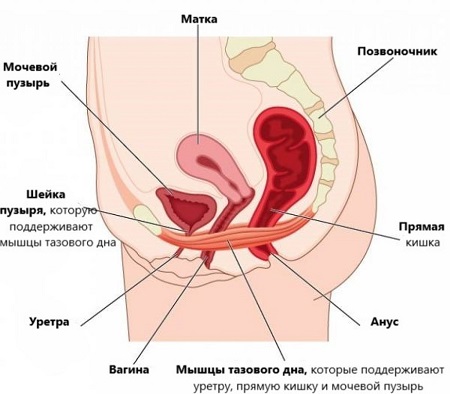 Секс после родов: тренируем интимные мышцы