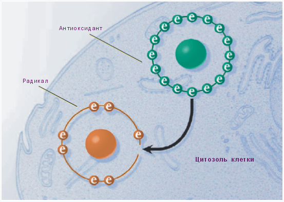 Свободные_радикалы_и_антиоксиданты__2_.jpg