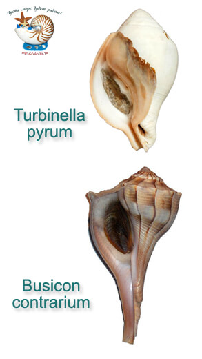 Факты о ракушках Священный чанк 2