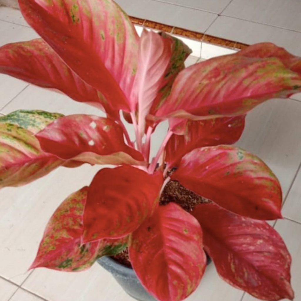 Аглаонема с красными листьями сорта фото и названия