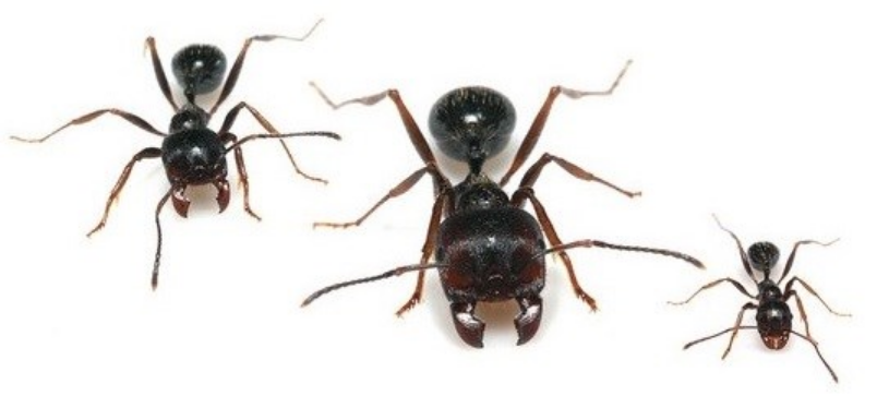 Уничтожение муравьев в Уфе