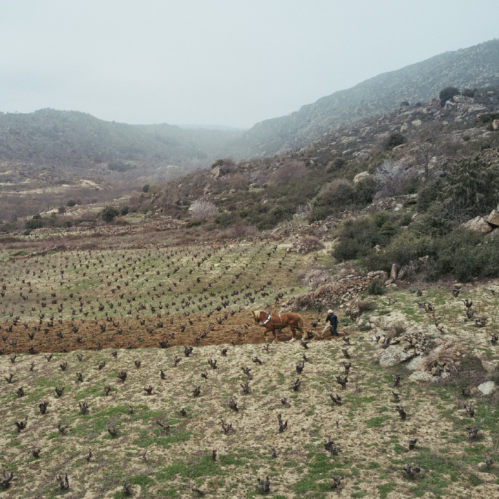 vinedo-en-gredos vinedo-en-gredos.png