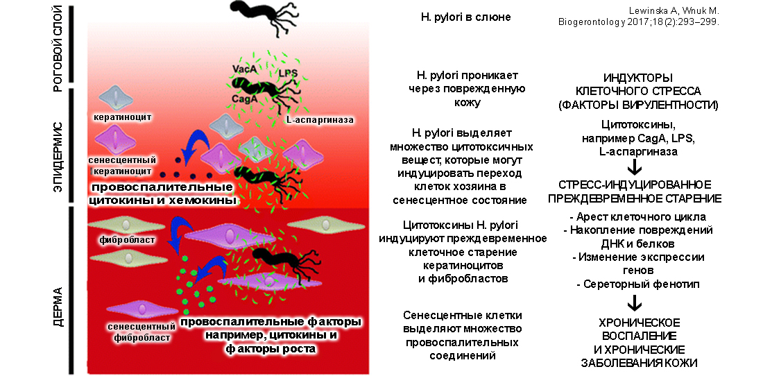 Антиген хеликобактер. Антигены хеликобактер пилори. Патогенез хеликобактер пилори. Цикл развития хеликобактер пилори. H. pylori патогенез при язвенной болезни.