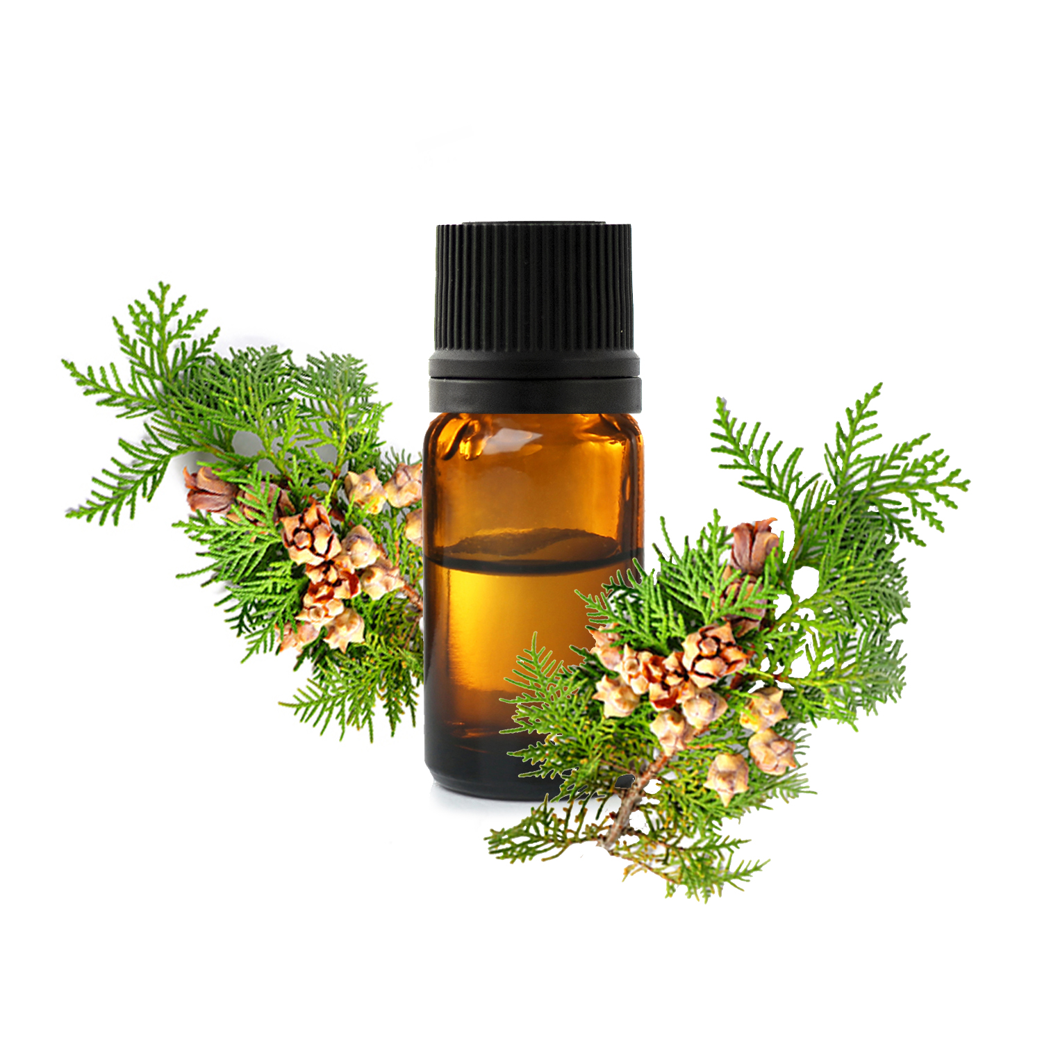 кипарис Прованский.jfif