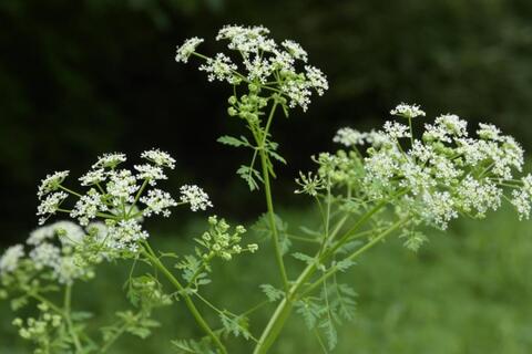 Эфирное масло болиголова: как его правильно использовать?