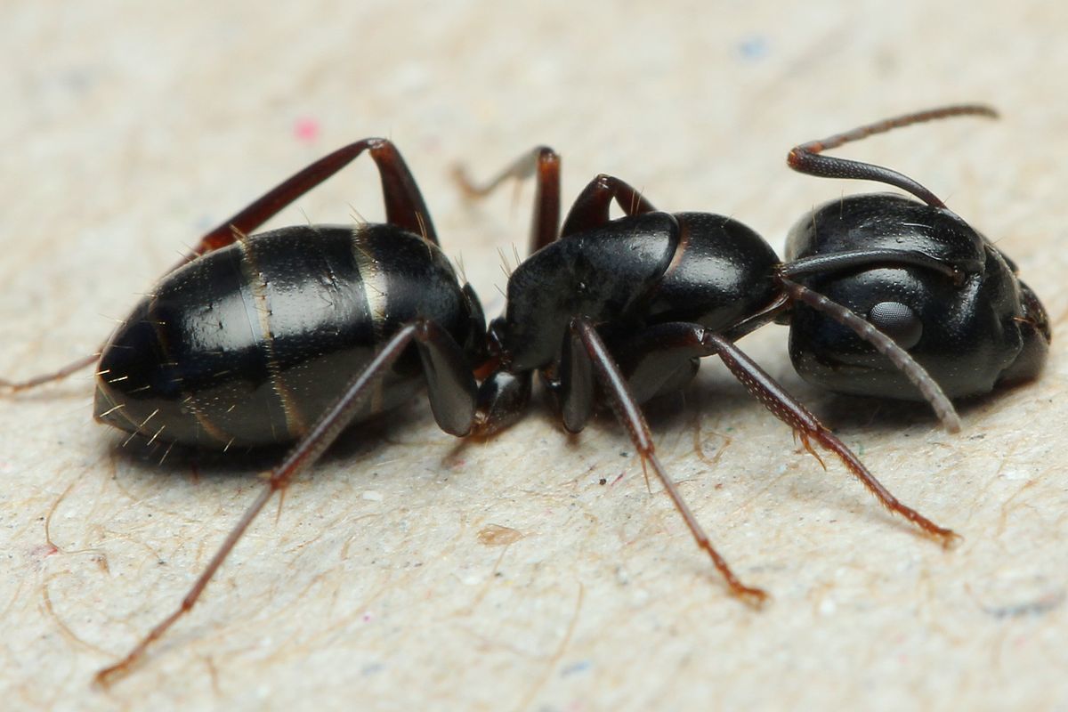 Camponotus fallax - Блестящий муравей древоточец