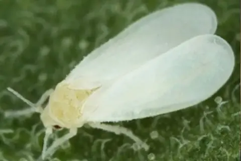 Полный гайд по химической борьбе с белокрылкой