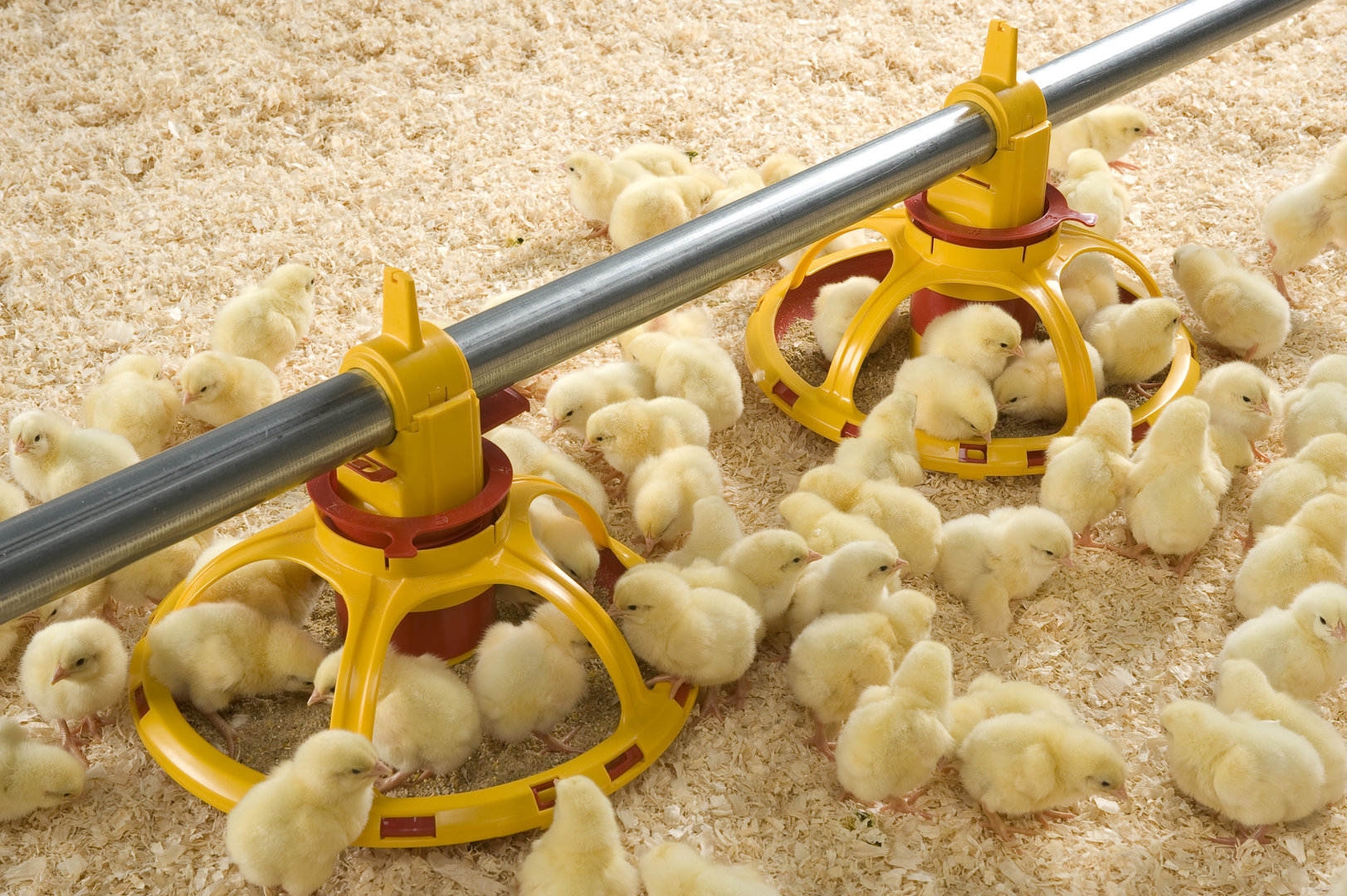 Кормление цыплят-бройлеров в домашних условиях