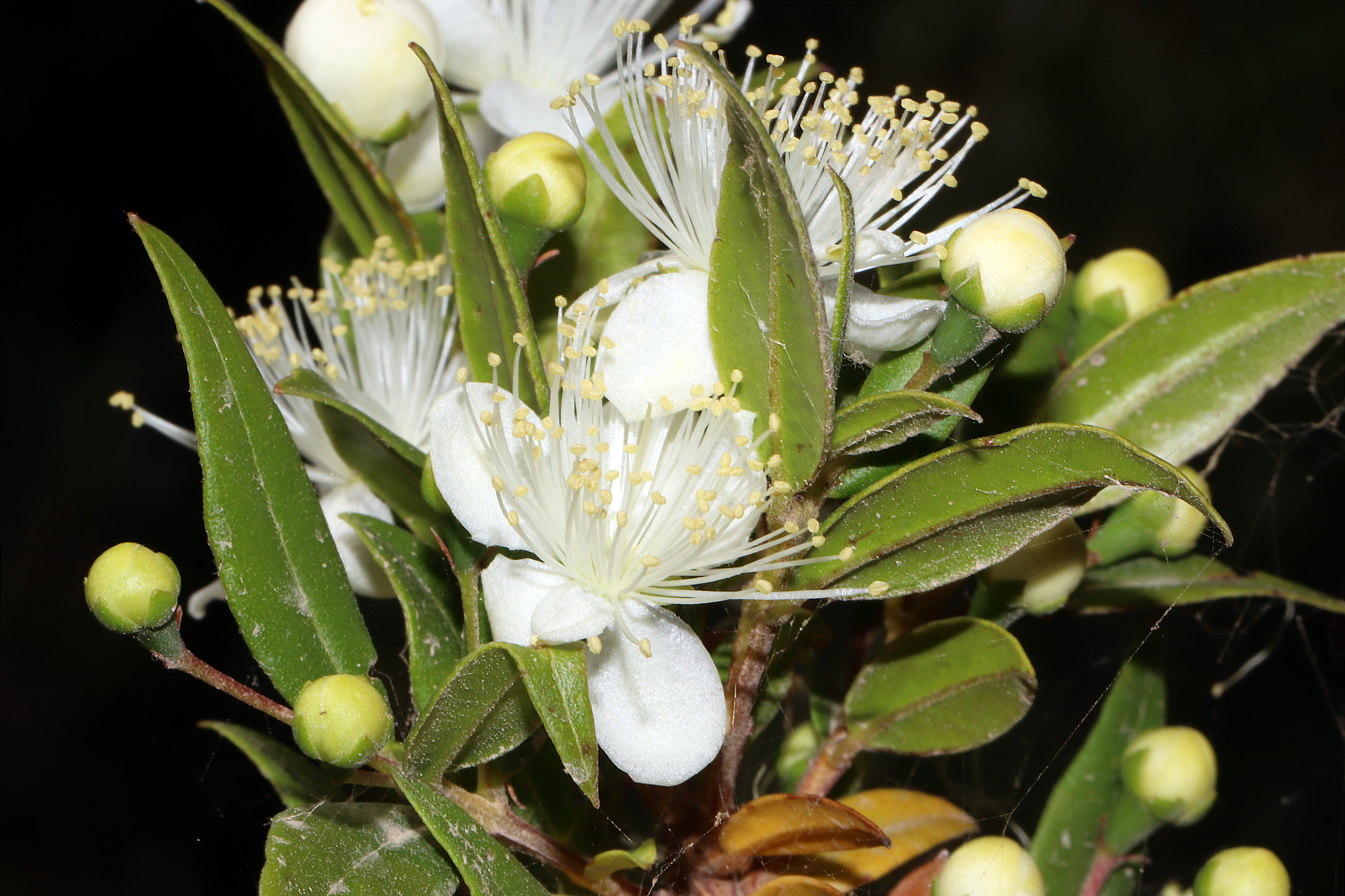 Эфирное масло зеленого мирта: как его правильно использовать?