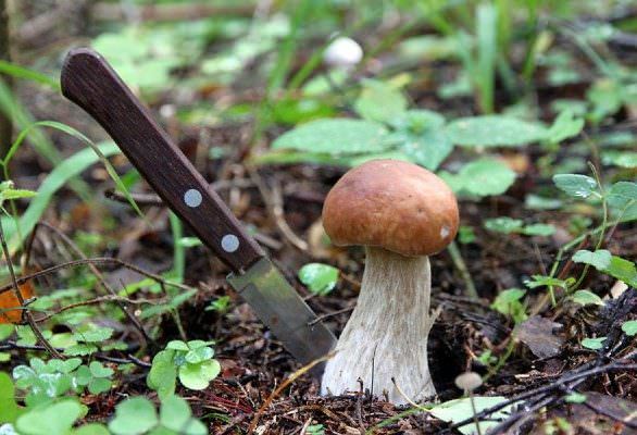 Одежда для грибников. Или в чем ходить осенью в лес!