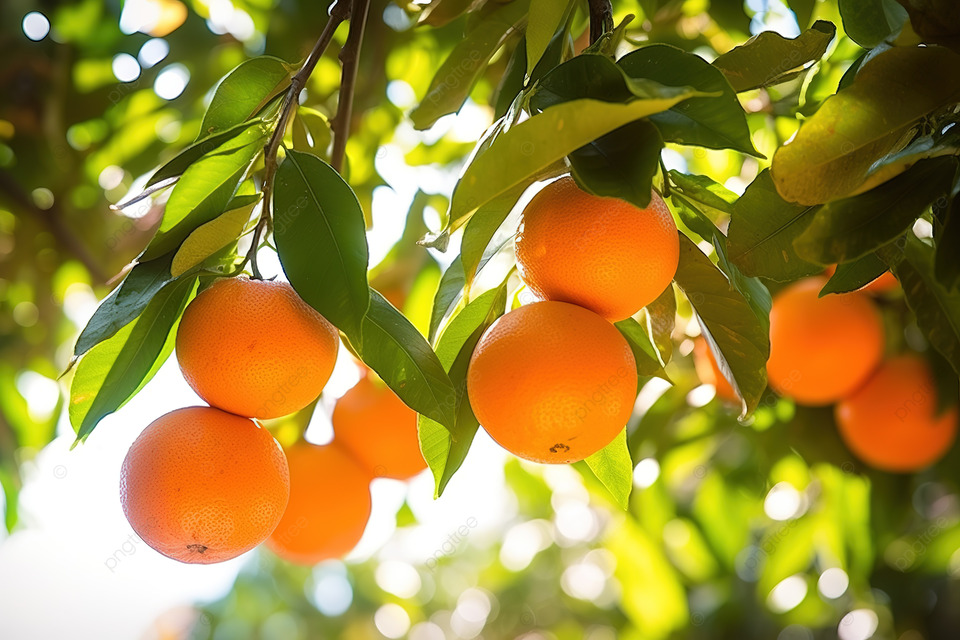 Эфирное масло сладкого апельсина: как его правильно использовать?