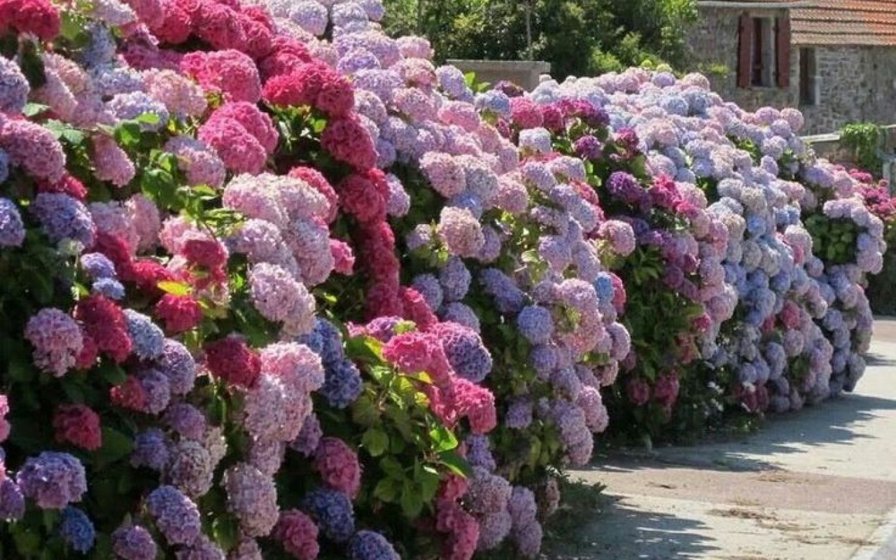 Цветы Кустовые Гортензия