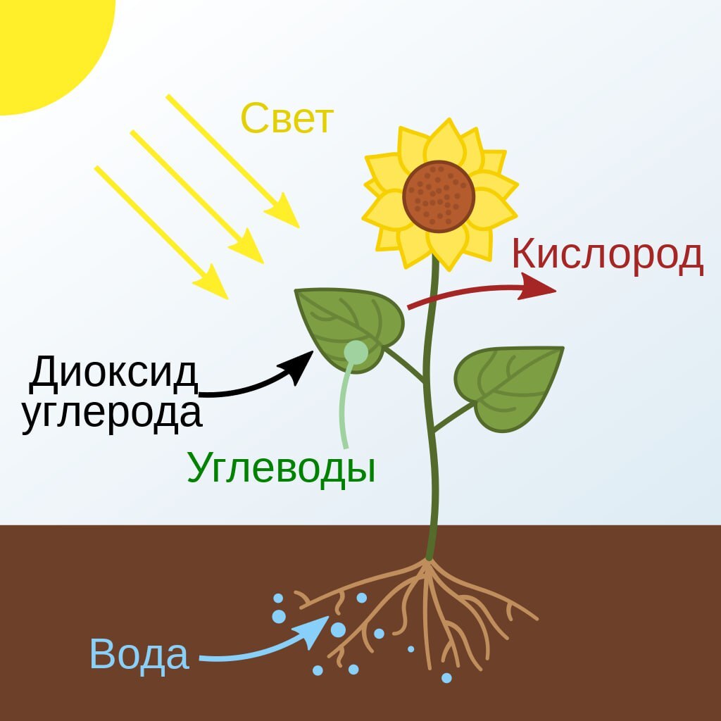 Что такое фотосинтез - кратко и понятно. Влияние углекислого газа CO2 на  скорость фотосинтеза | Книга Гровера eZ Grow