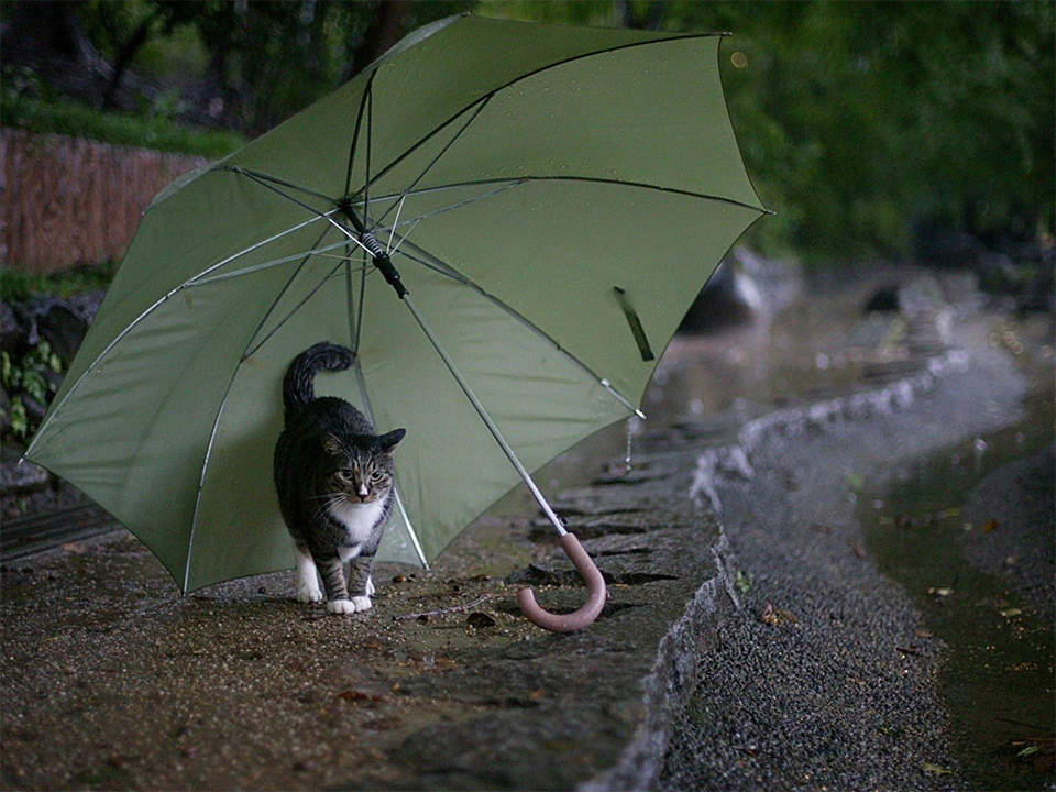 Самые красивые фото с зонтами