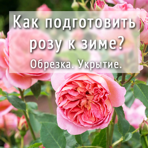 Как подготовить розу к зиме? Обрезка, укрытие.