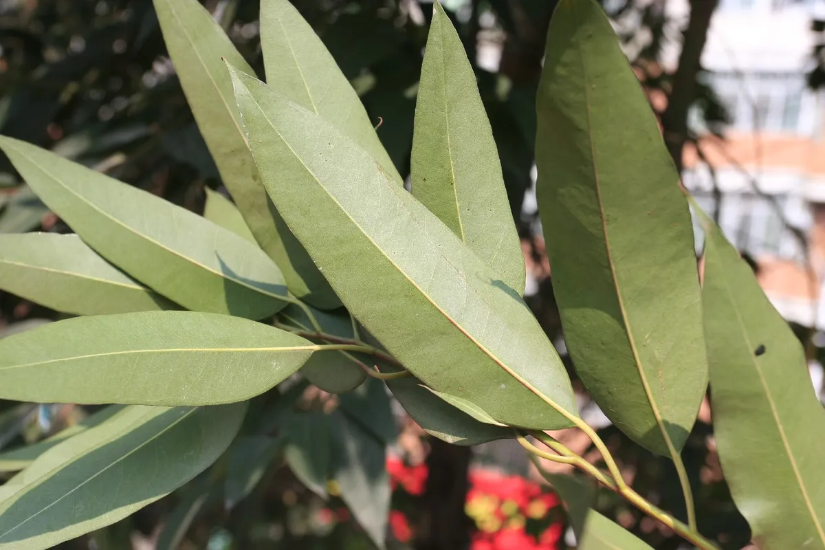 Эфирное масло лимонного эвкалипта: как его правильно использовать?