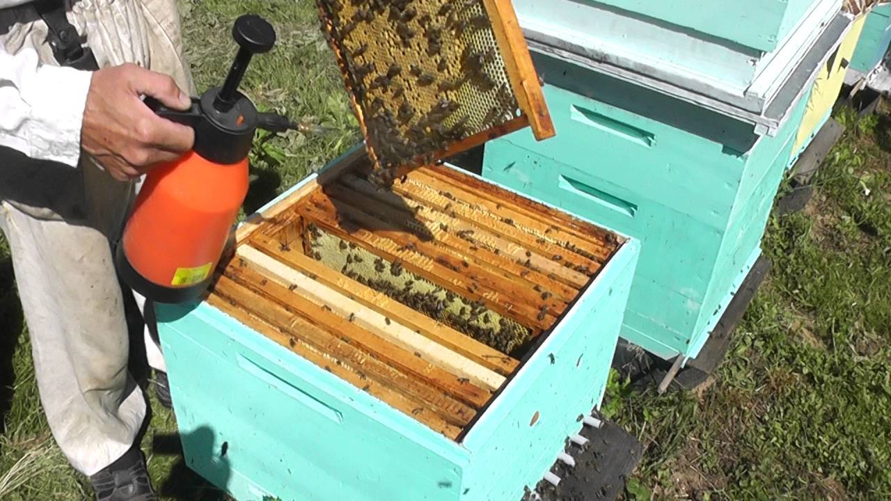 Магазины для пчел. Как лечить пчел от варроатоза видео. Обработка ульев. Обработка пчел от клеща щавелевой кислотой дым пушкой. Препараты для лечения пчёл от варроатоза.