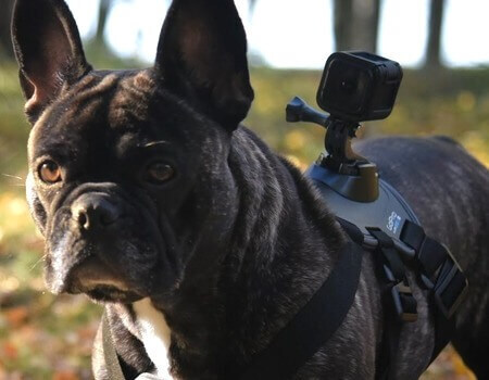 Крепление-упряжка для собак GoPro Fetch Dog Harness