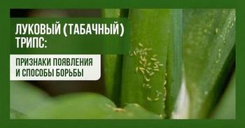 Табачный (луковичный) трипс . Методы борьбы.
