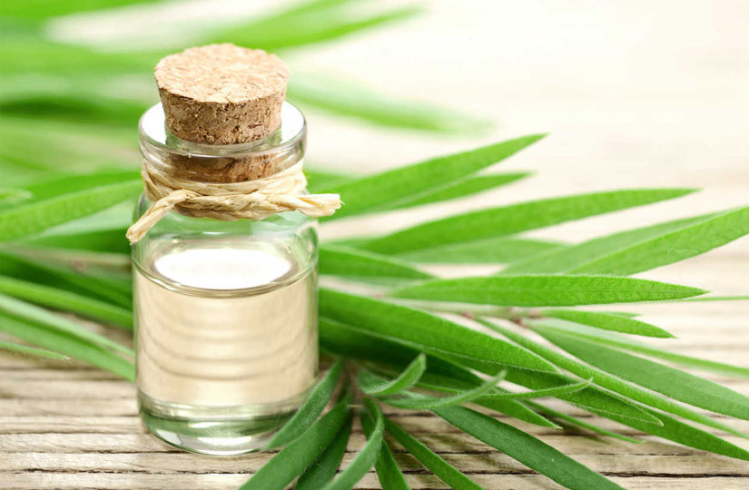 Эфирное масло чайного дерева (Tea Tree). Свойства и применение