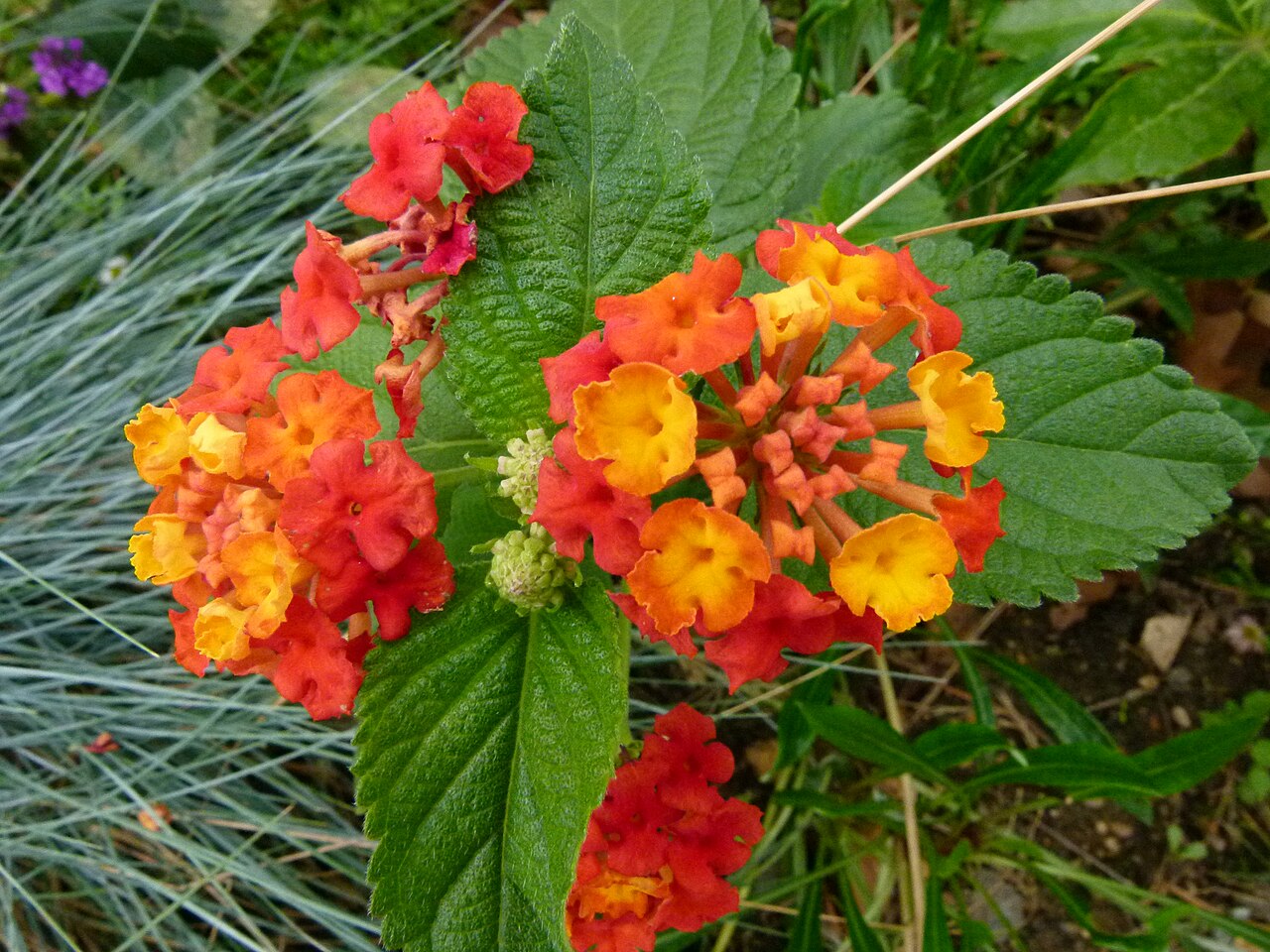 Эфирное масло лантаны (Lantana camara): как его правильно использовать?
