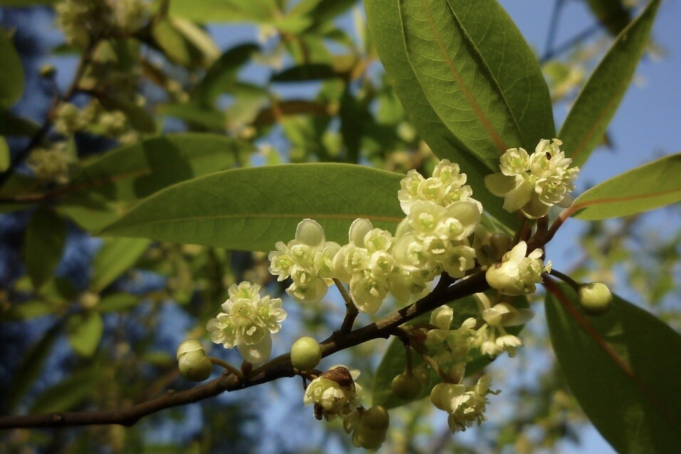 Эфирное масло экзотической вербены: как правильно его использовать?