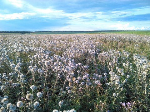 Мордовник шароголовый - лучший посевной медонос