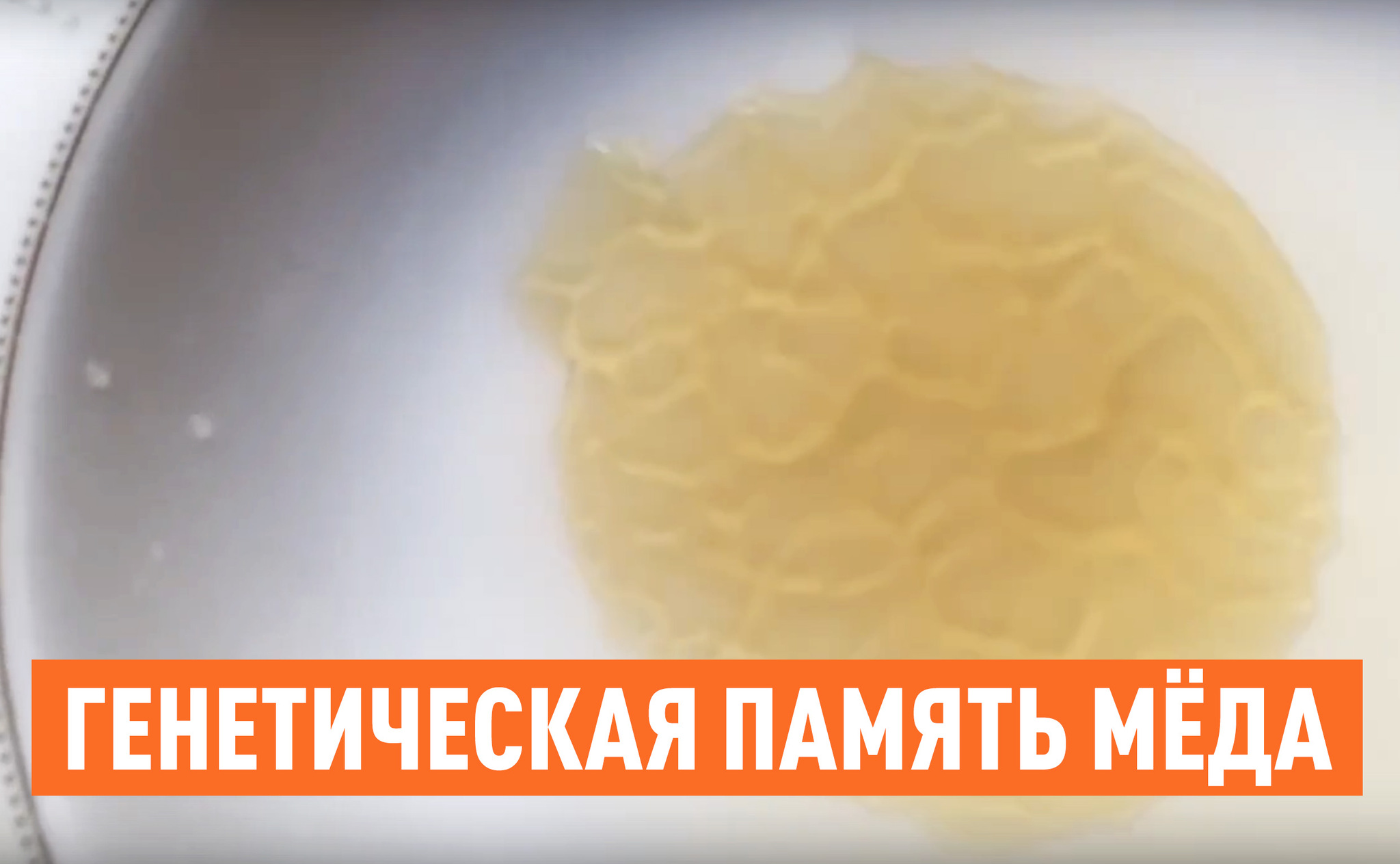 ГЕНЕТИЧЕСКАЯ ПАМЯТЬ МЁДА